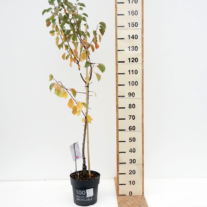 Ejemplar de Albaricoquero Goldrich Maceta 7,5L/10L, Copa entregado en otoño