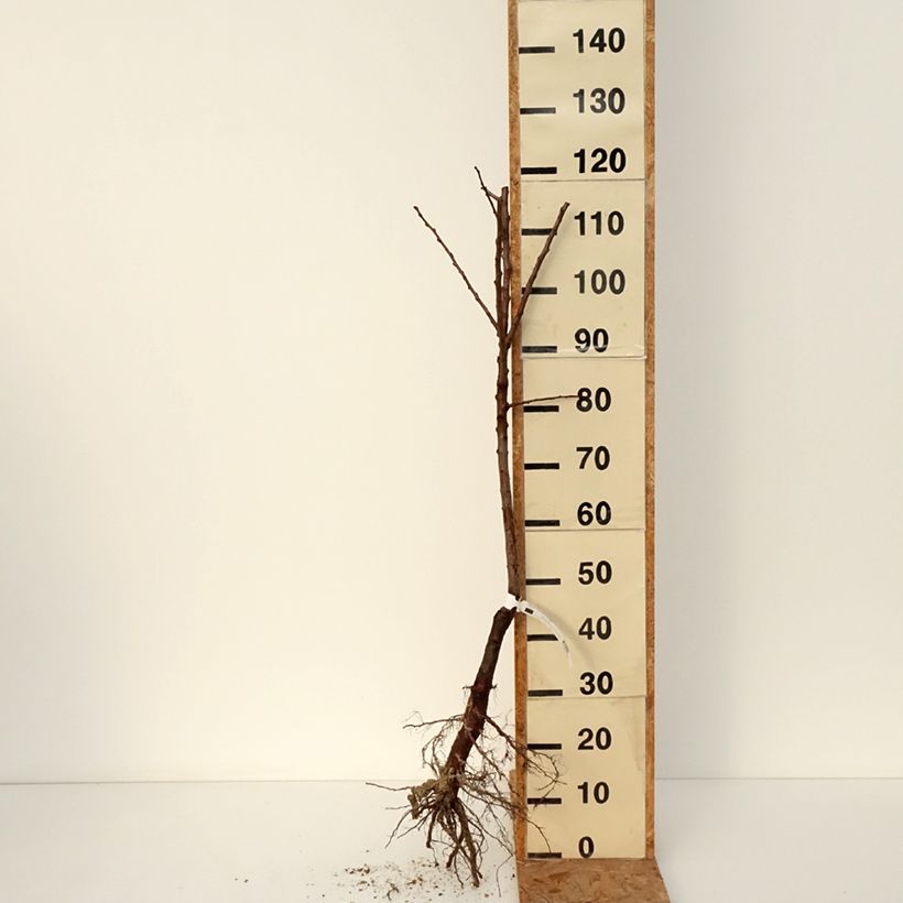 Albaricoquero Muscat de Nancy Bio Raíces desnudas, Vástago Ejemplar entregado en invierno