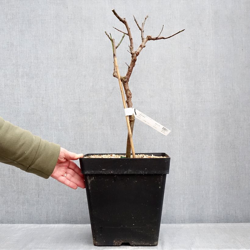 Albaricoquero enano Fruit Me Apricot Me Pending Maceta 12L/15L, Enano Ejemplar entregado en invierno