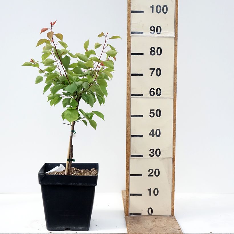 Albaricoquero enano Fruit Me Apricot Me Pending Maceta 12L/15L, Enano Ejemplar entregado en la primavera