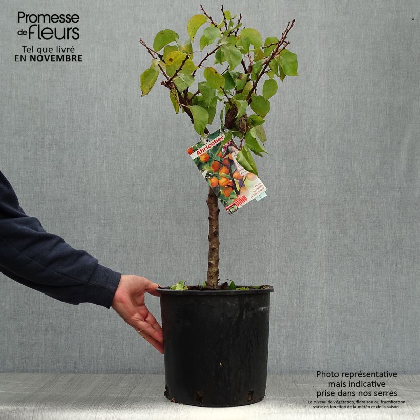 Ejemplar de Albaricoquero enano Garden Aprigold Maceta 6L/7L, Enano entregado en otoño