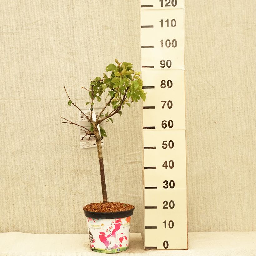 Albaricoquero enano Garden Aprigold Maceta 6L/7L, 1/4 tallo Ejemplar entregado en la primavera