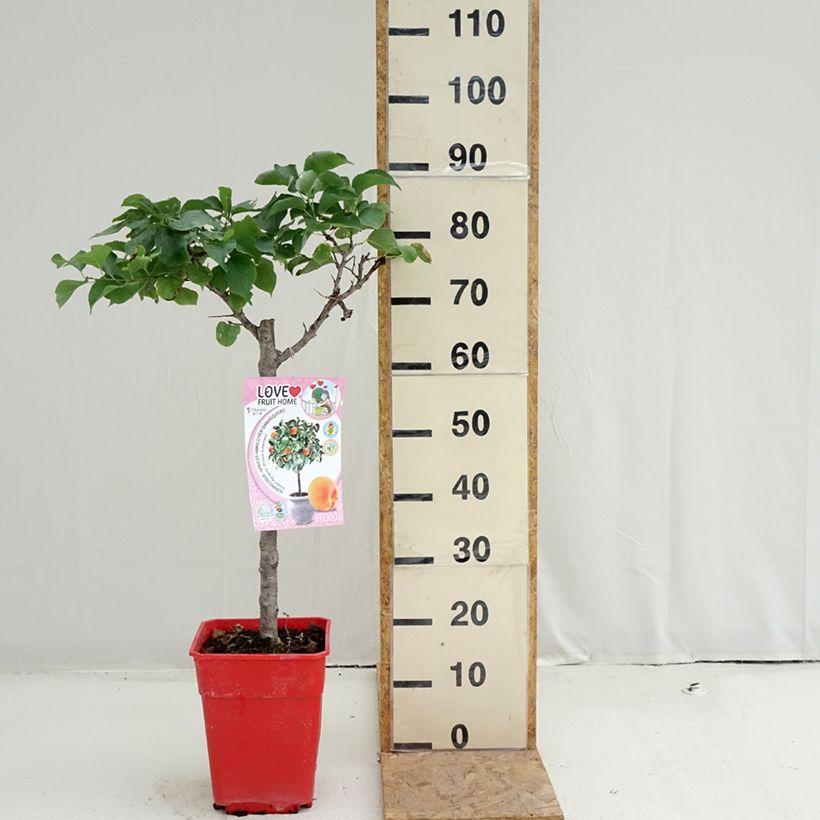 Ejemplar de Albaricoquero enano Garden Aprigold Maceta 6L/7L, 1/4 tallo entregado en verano