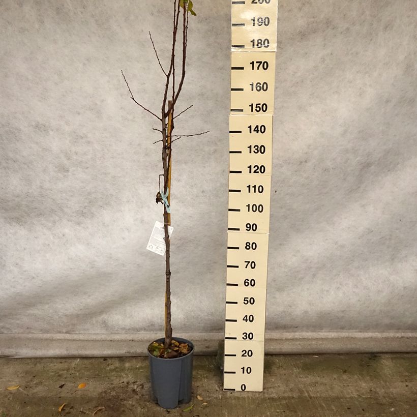 Ejemplar de Albaricoquero Polonais Maceta 7,5L/10L, Medio tallo entregado en otoño