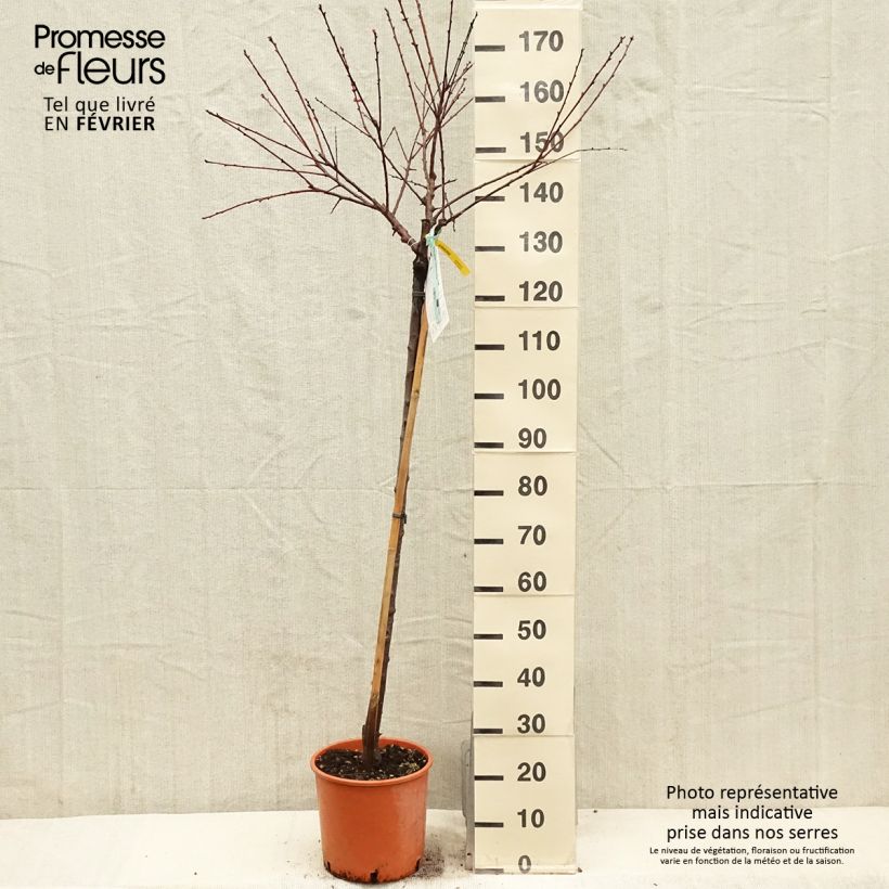 Albaricoquero Bulida Maceta 7,5L/10L, Medio tallo Ejemplar entregado en invierno