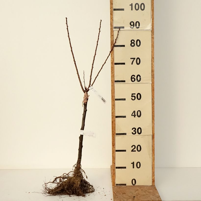 Albaricoquero Compacta Raíces desnudas, 1/4 tallo Ejemplar entregado en invierno