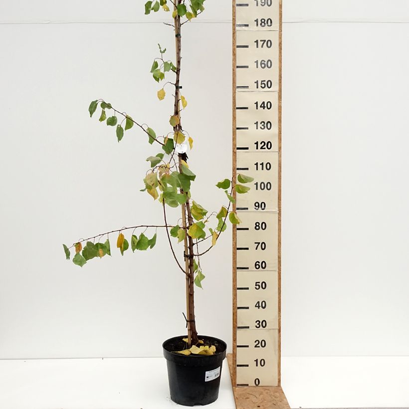 Ejemplar de Albaricoquero Harcot Maceta 12L/15L, Copa entregado en otoño