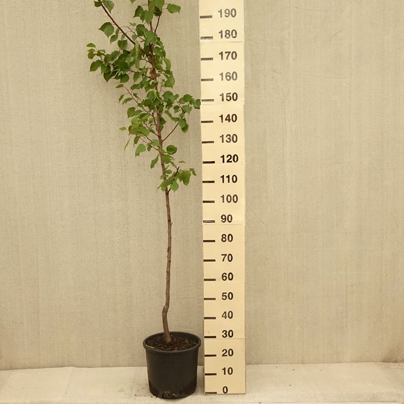 Ejemplar de Albaricoquero Harcot Maceta 12L/15L, Copa entregado en verano
