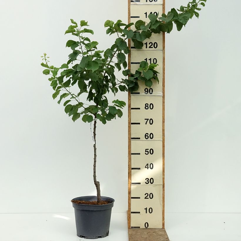 Ejemplar de Abricotier - Prunus armeniaca Meilleur de Hongrie Pot de 7,5L/10L, Gobelet entregado en verano