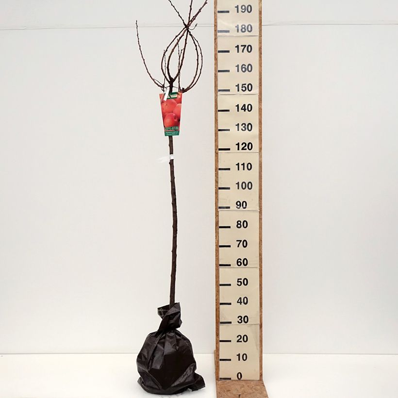 Ejemplar de Albaricoquero Rouge Tardif Delbard Cepellón "listo para plantar", Medio tallo entregado en otoño