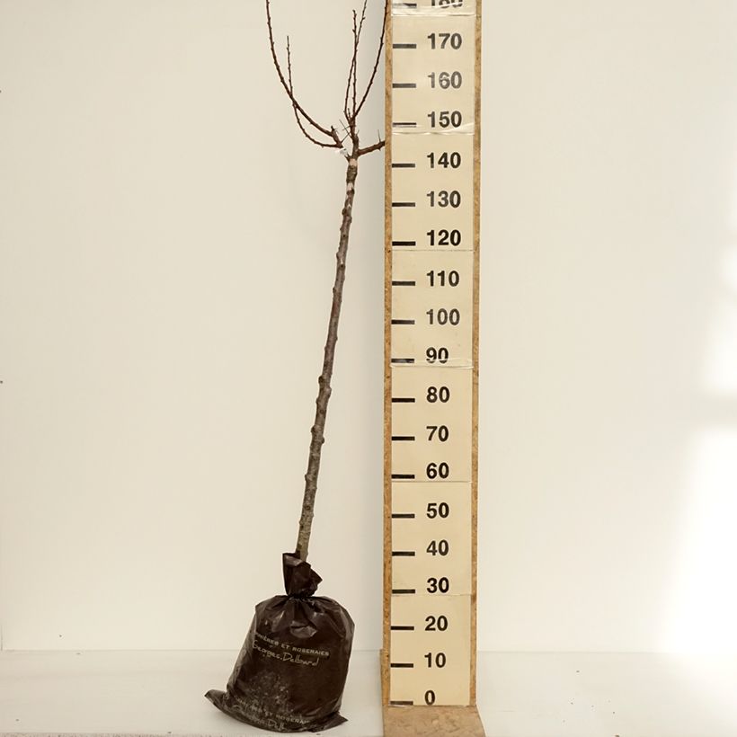 Albaricoquero Rouge Tardif Delbard Cepellón "listo para plantar", Medio tallo Ejemplar entregado en la primavera