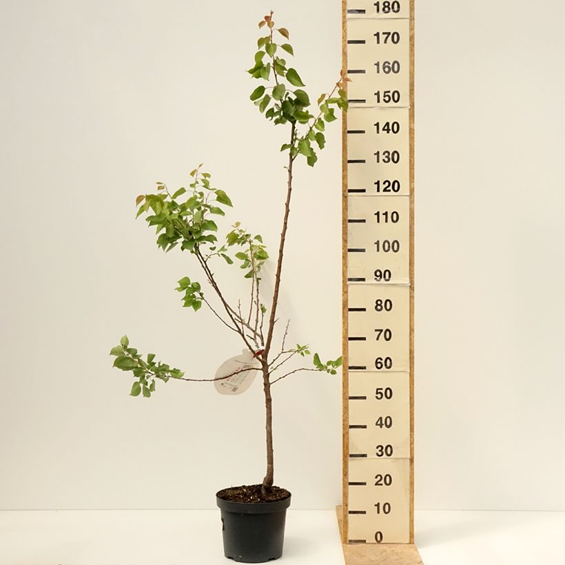 Albaricoquero Royal Maceta 7,5L/10L, Copa Ejemplar entregado en la primavera