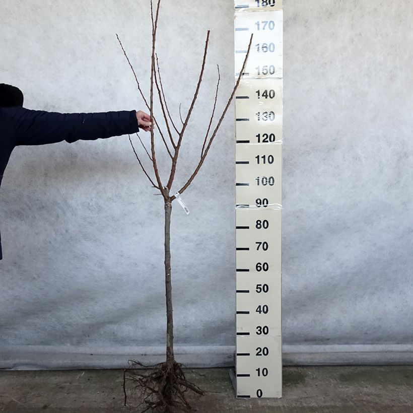 Albaricoquero Rustique Des Pyrénées bourquin Raíces desnudas, Copa Ejemplar entregado en invierno