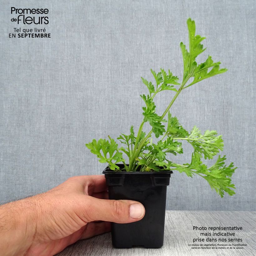 Ejemplar de Ajenjo BIO - Artemisia absinthium Maceta de 7/8 cm entregado en verano