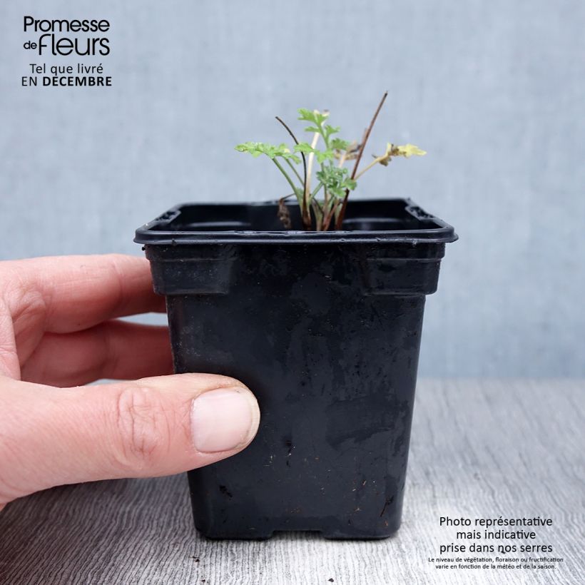 Ajenjo BIO - Artemisia absinthium Maceta de 7/8 cm Ejemplar entregado en invierno