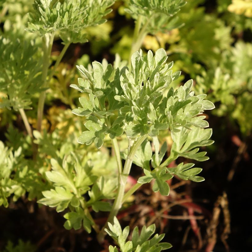 Ajenjo BIO - Artemisia absinthium (Follaje)