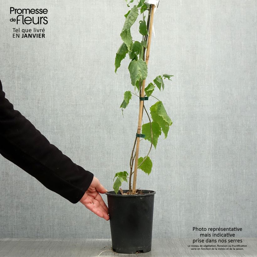 Abulilon megapotamicum - Linterna china Maceta 3L/4L Ejemplar entregado en invierno