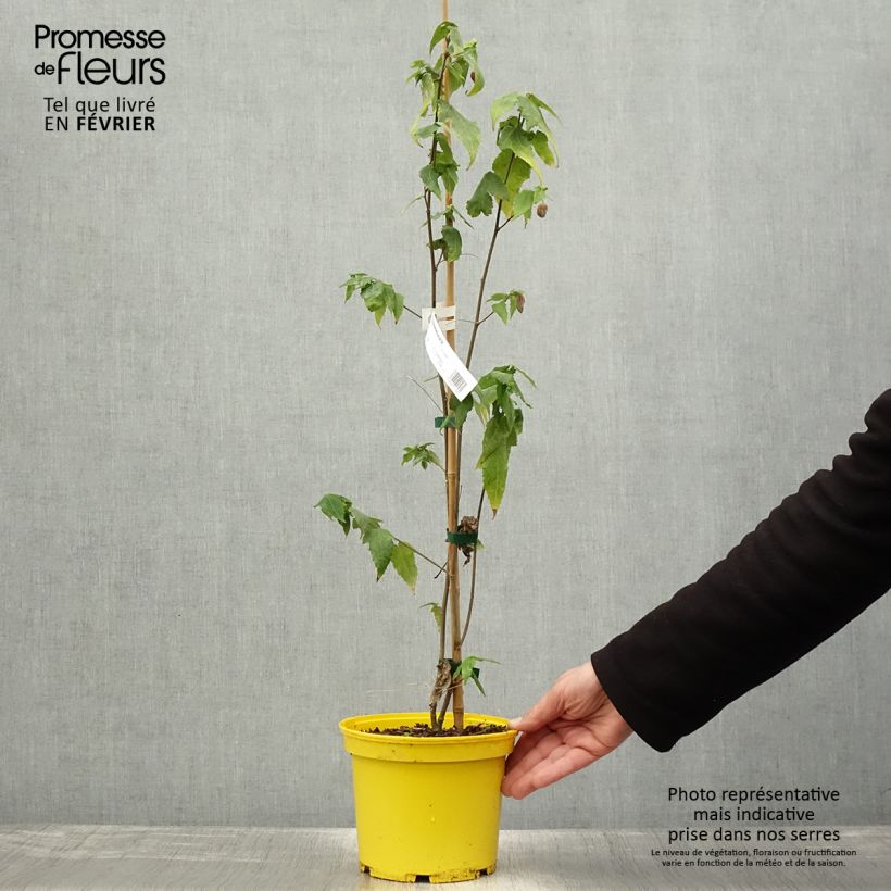 Abulilon megapotamicum Ines - Linterna china Maceta 3L/4L Ejemplar entregado en invierno