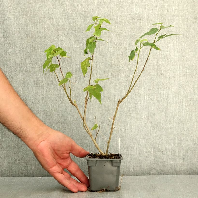 Ejemplar de Abutilon megapotanicum Red Trumpet - Linterna china Maceta de 8/9 cm entregado en verano