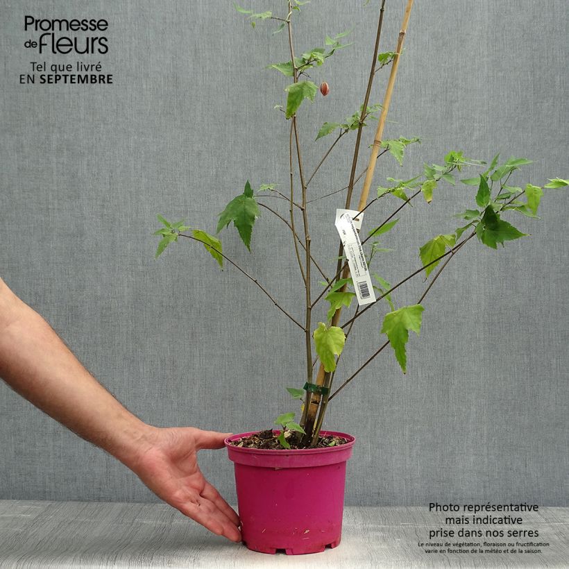 Ejemplar de Abutilon Pink Charm Maceta 3L/4L entregado en otoño