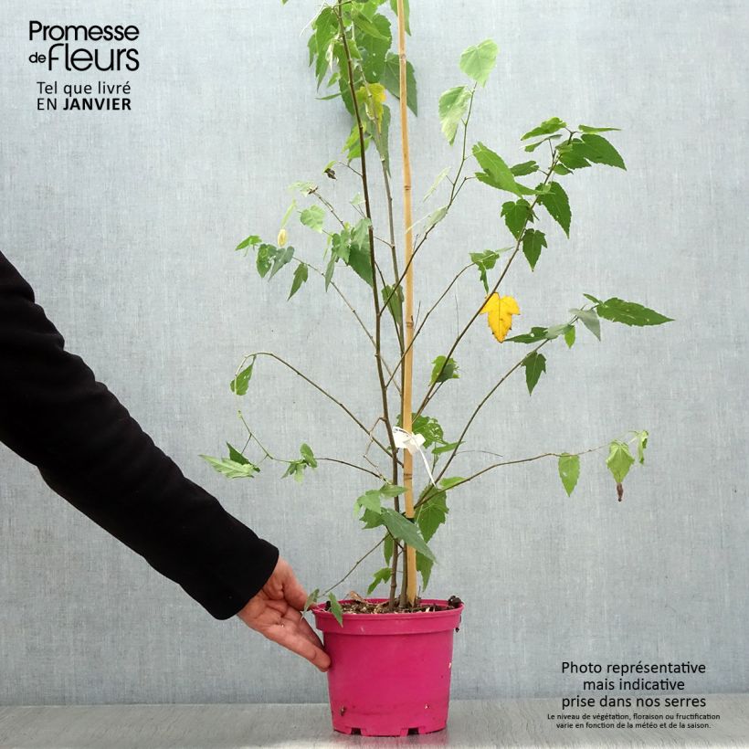 Abutilon Pink Charm Maceta 3L/4L Ejemplar entregado en invierno