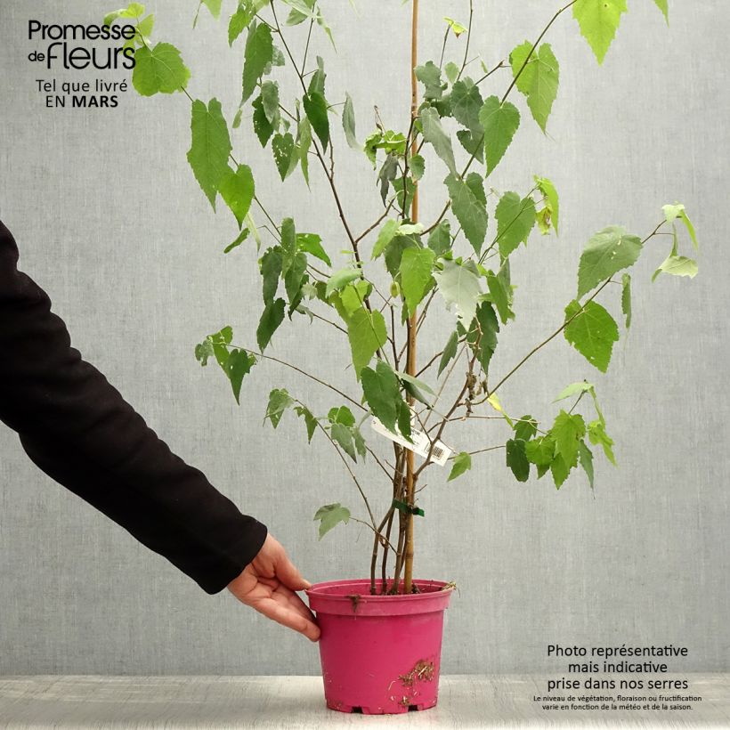 Abutilon Pink Charm Maceta 3L/4L Ejemplar entregado en la primavera