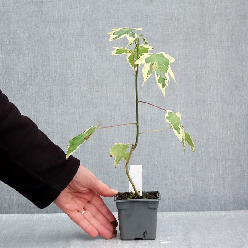 Ejemplar de Abutilon Souvenir de Bonn Maceta de 8/9 cm entregado en otoño