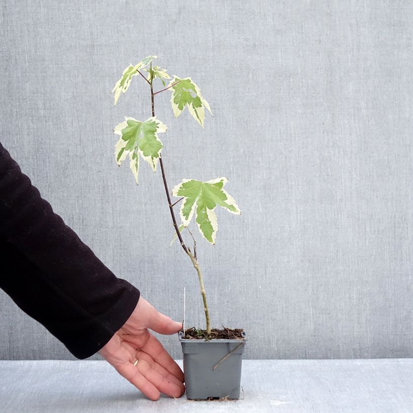 Abutilon Souvenir de Bonn Maceta de 8/9 cm Ejemplar entregado en invierno