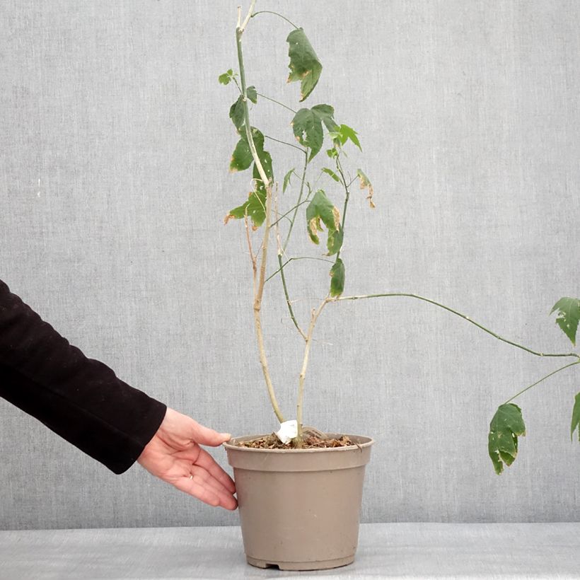 Abulilon striatum Redvein Maceta 3L/4L Ejemplar entregado en invierno