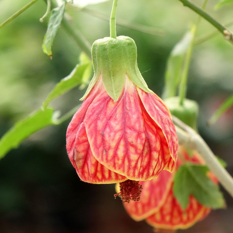 Abulilon striatum Redvein (Floración)