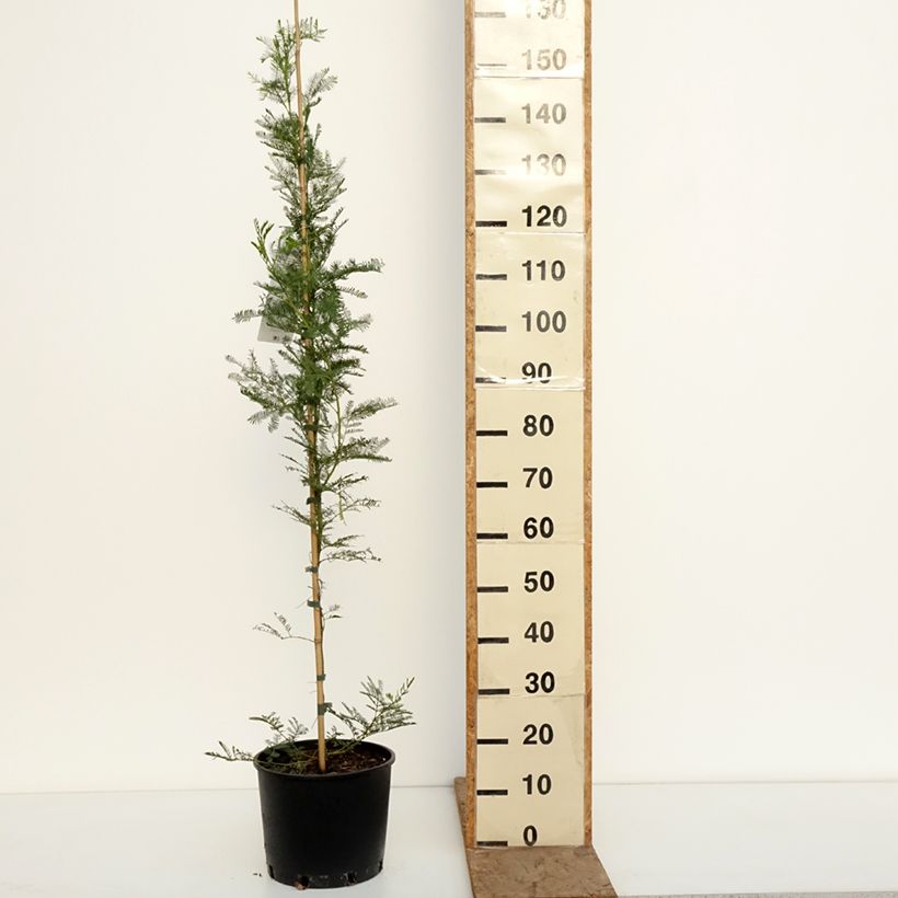Acacia baileyana - Mimosa Maceta 7,5L/10L Ejemplar entregado en invierno