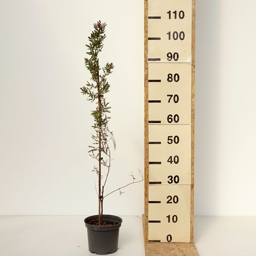 Acacia baileyana Purpurea - Mimosa Maceta 3L/4L Ejemplar entregado en la primavera