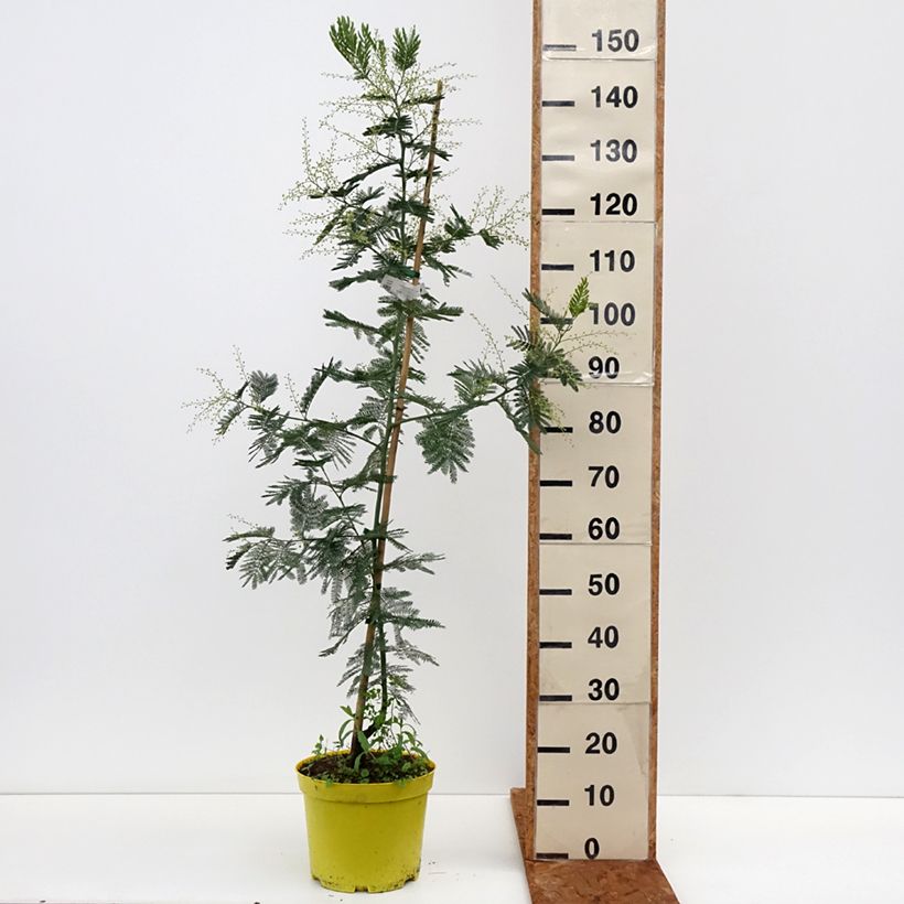 Acacia dealbata Gaulois Astier - Mimosa plateada Maceta 7,5L/10L Ejemplar entregado en invierno