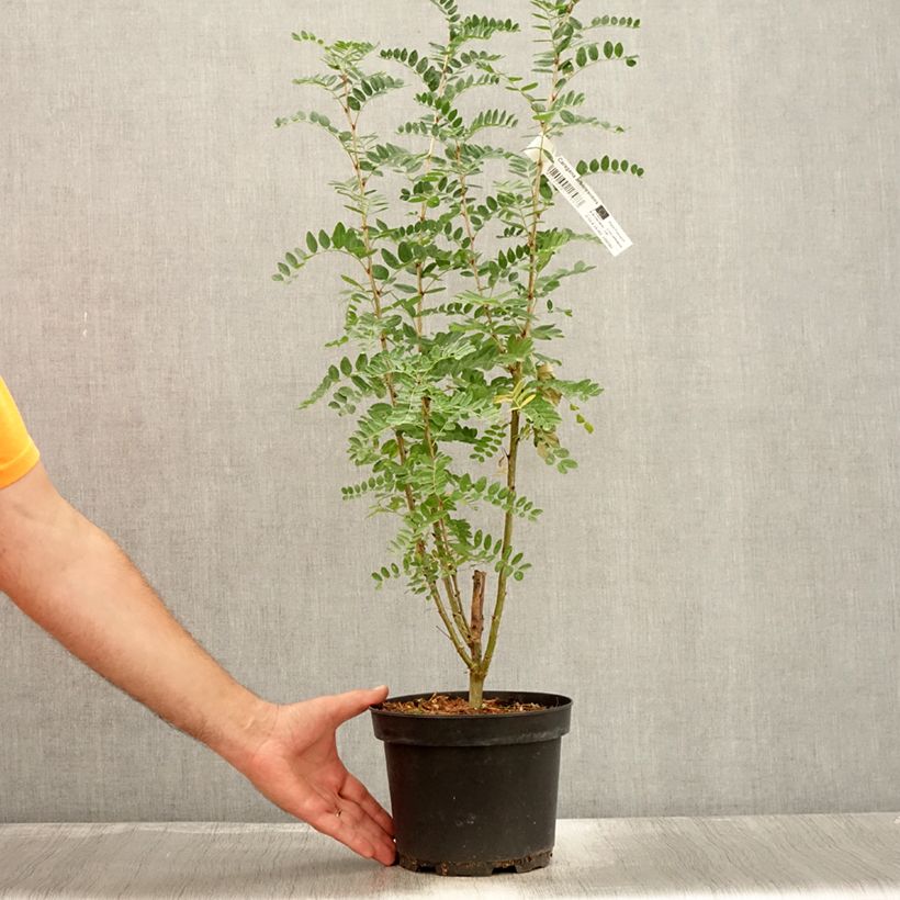 Ejemplar de Caragana arborescens - Guisante siberiano Maceta 2L/3L entregado en verano