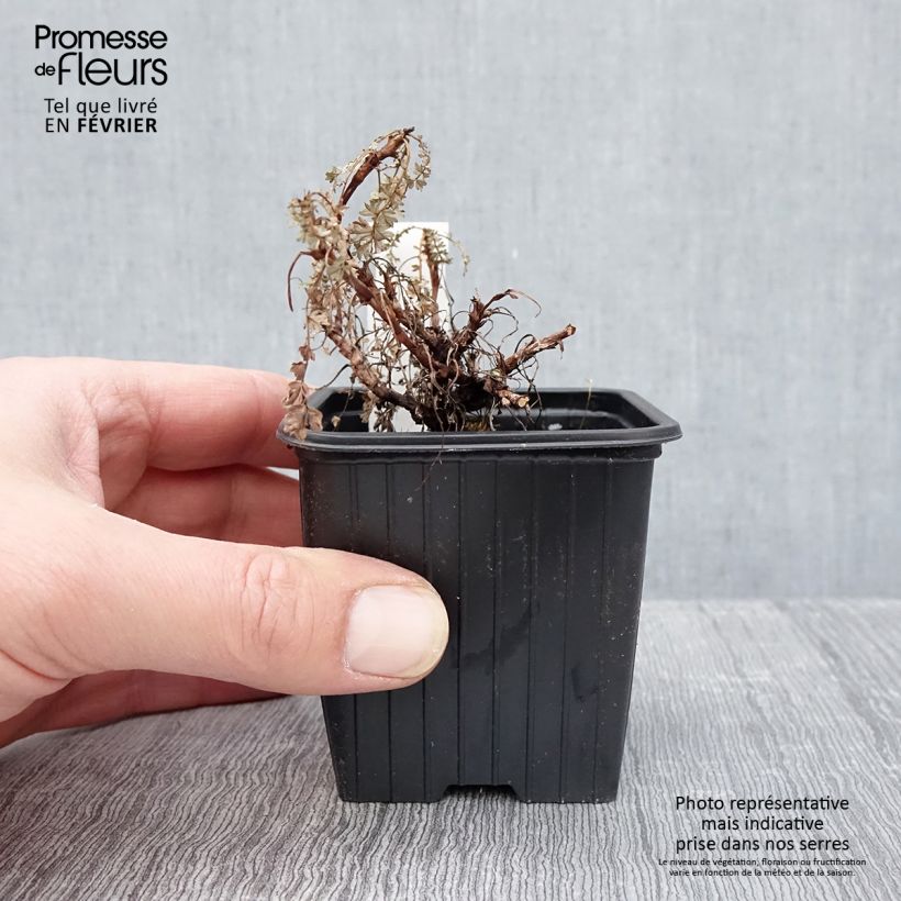 Acaena saccaticupula Blue Haze Maceta de 8/9 cm Ejemplar entregado en invierno