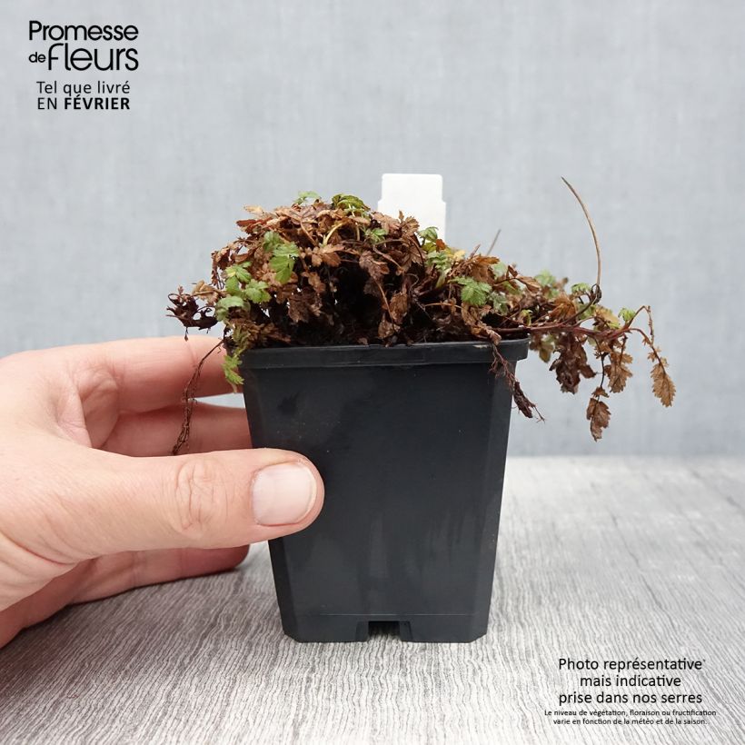 Acaena magellanica Maceta de 8/9 cm Ejemplar entregado en invierno