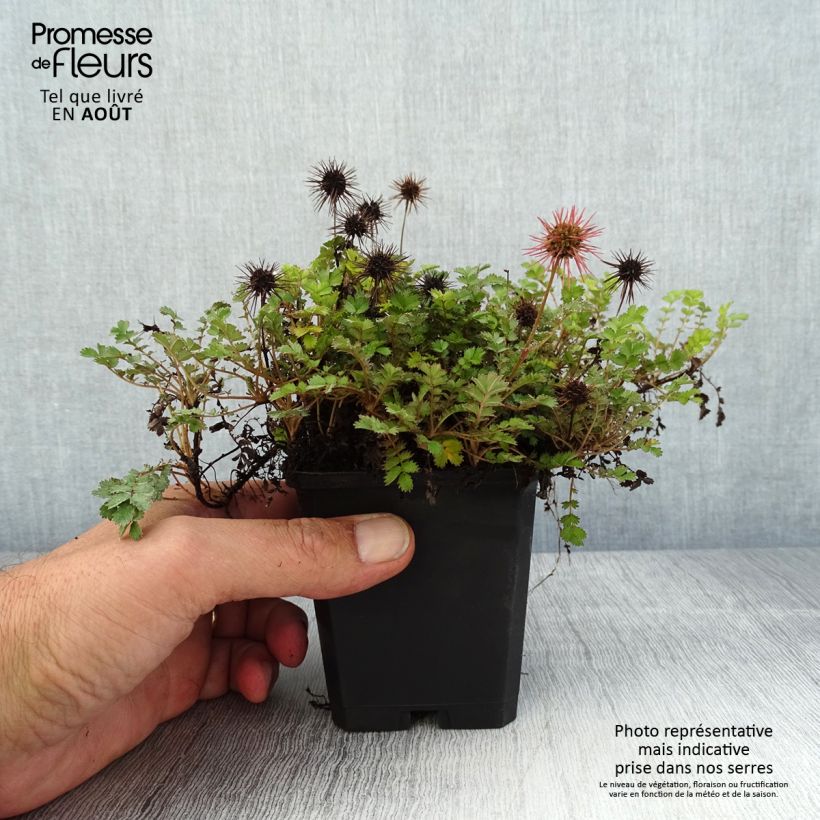 Ejemplar de Acaena microphylla Dichte Matte - Abrojos Maceta de 8/9 cm entregado en verano