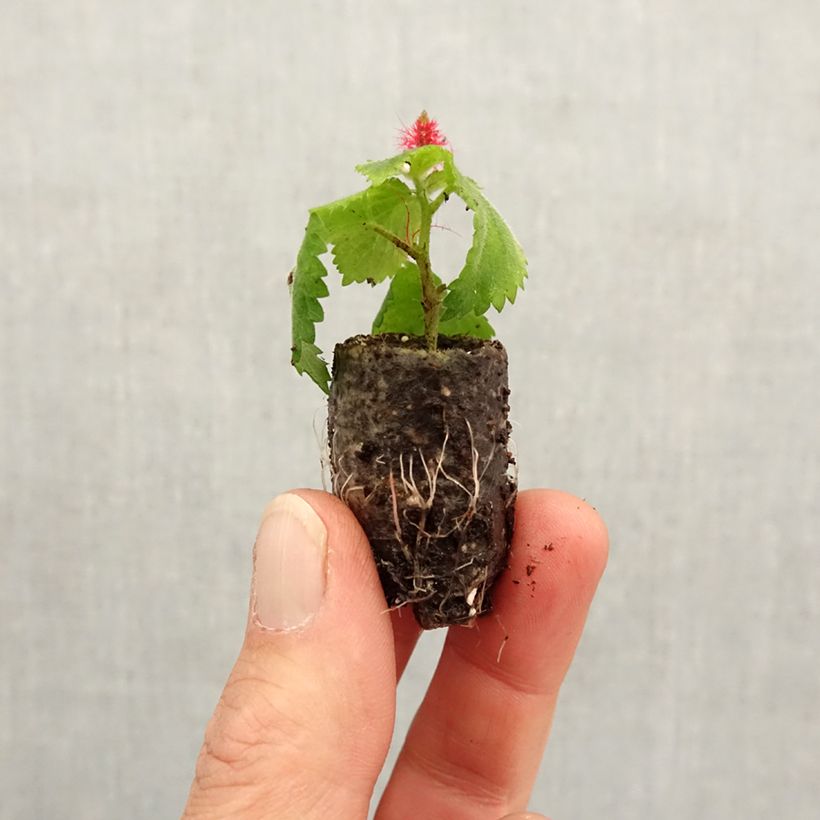 Acalypha pendula Foxie minicepellón: Ø 1,5/2,5 cm Ejemplar entregado en la primavera