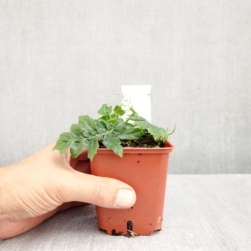 Ejemplar de Acanto - Acanthus Morning Candle Maceta de 8/9 cm entregado en otoño