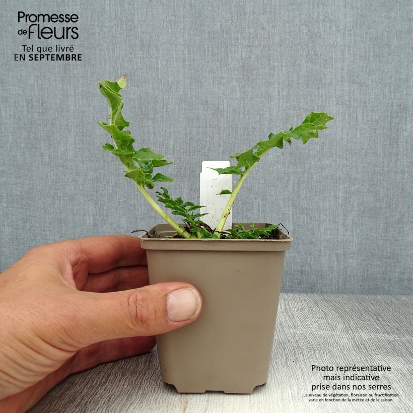 Ejemplar de Acanto - Acanthus Morning Candle Maceta de 8/9 cm entregado en verano