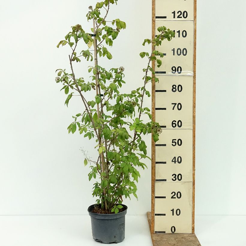 Ejemplar de Acanthopanax henryi - Ginseng siberiano Maceta 4L/5L entregado en verano