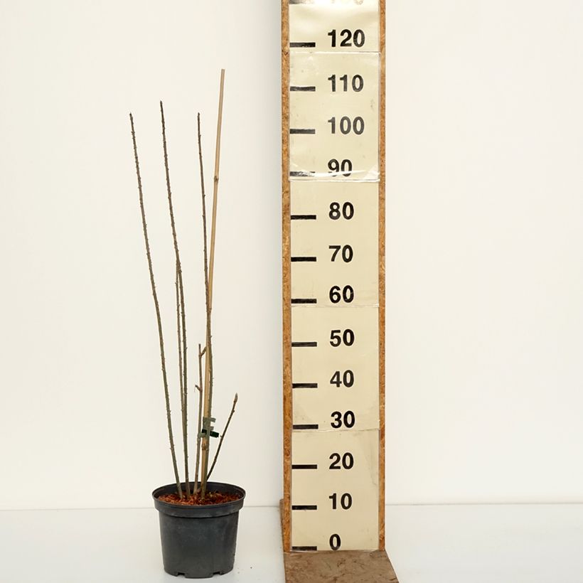 Acanthopanax henryi - Ginseng siberiano Maceta 4L/5L Ejemplar entregado en invierno