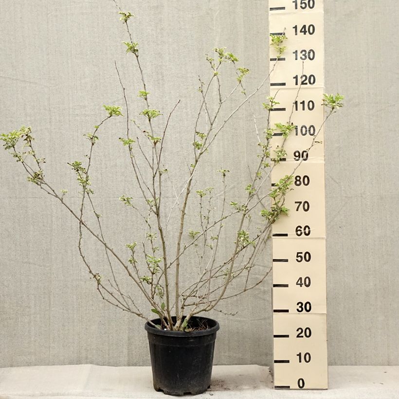 Ejemplar de Acanthopanax sieboldii Variegatus - Ginseng siberiano Maceta 12L/15L entregado en verano