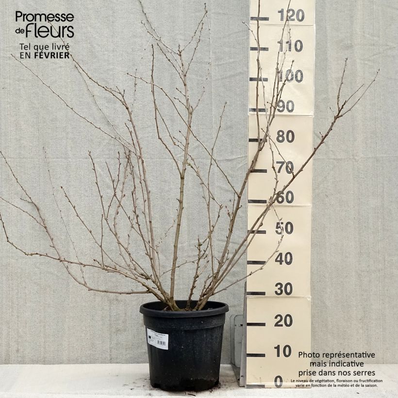 Acanthopanax sieboldii Variegatus - Ginseng siberiano Maceta 12L/15L Ejemplar entregado en invierno