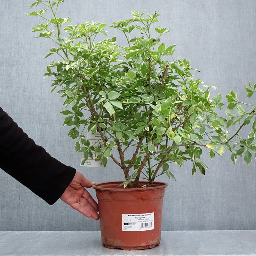 Ejemplar de Acanthopanax sieboldii Variegatus - Ginseng siberiano Maceta 4L/5L entregado en otoño