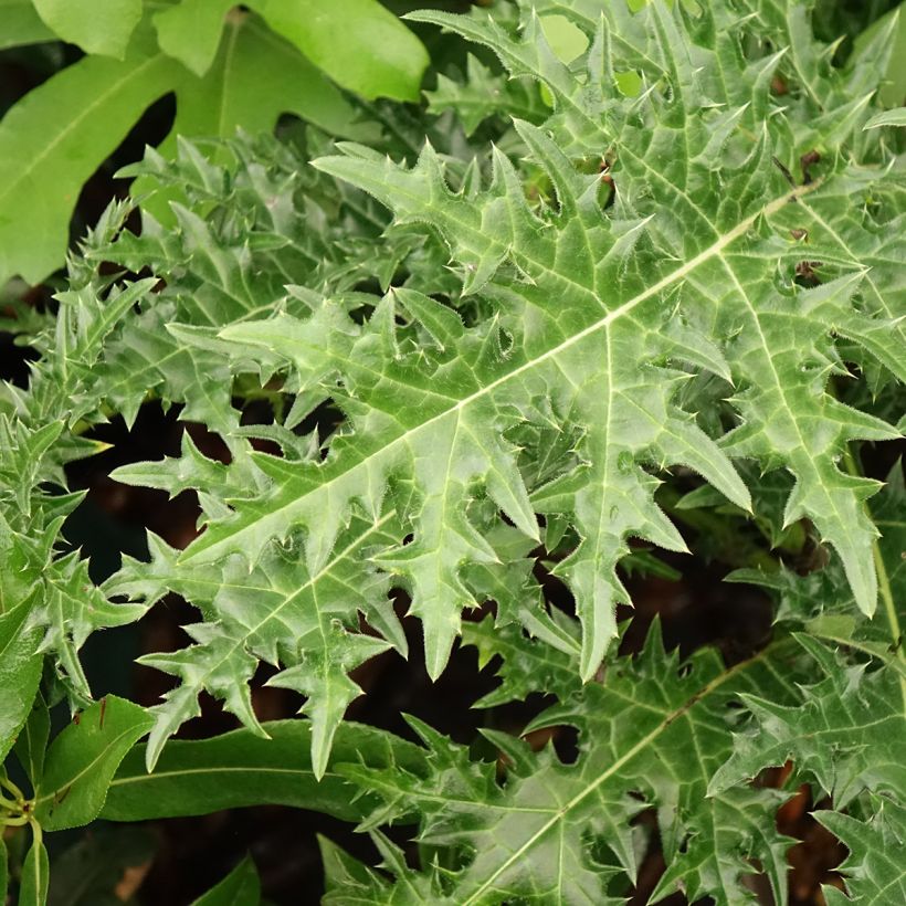 Acanthus hirsutus subsp. syriacus - Acanto (Follaje)