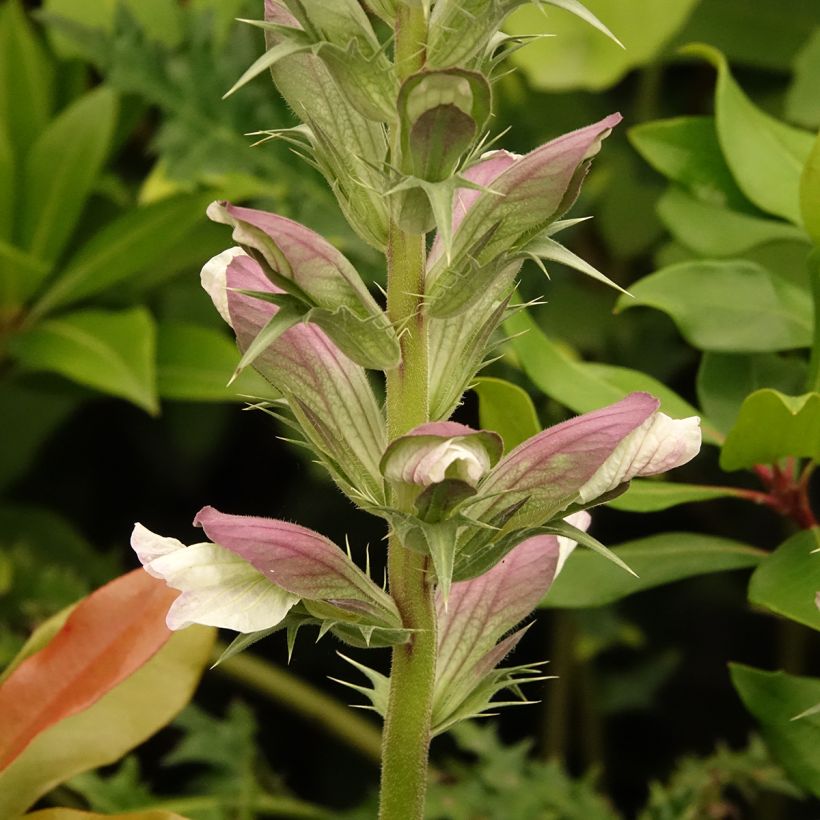 Acanthus hirsutus subsp. syriacus - Acanto (Floración)
