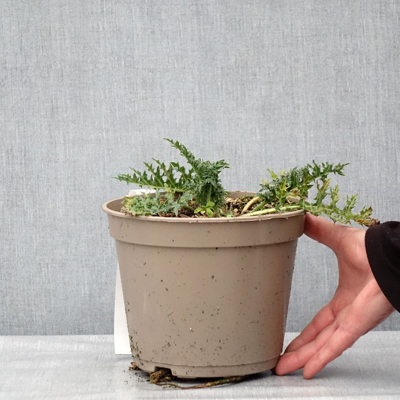 Acanthus hirsutus subsp. syriacus - Acanto Maceta 4L/5L Ejemplar entregado en invierno