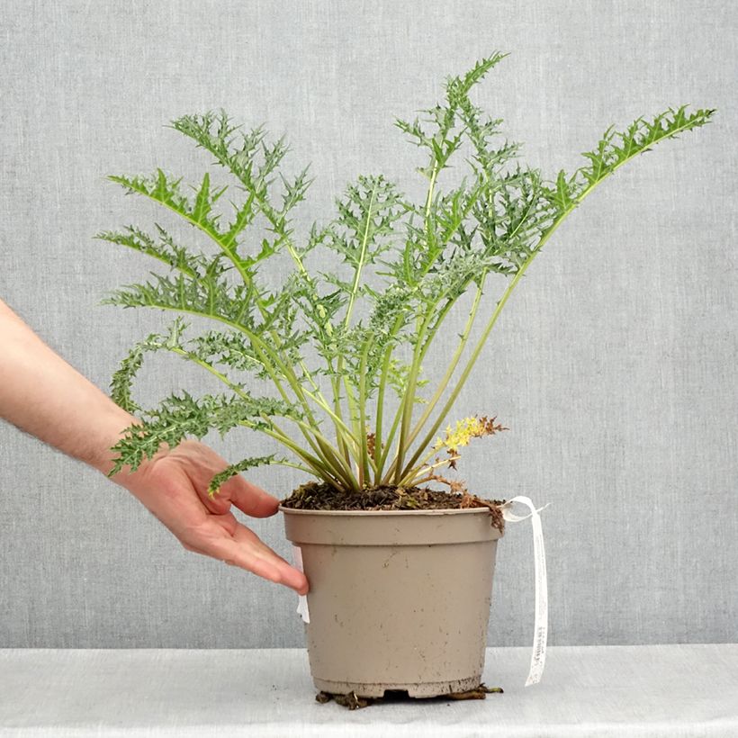 Acanthus hirsutus subsp. syriacus - Acanto Maceta 4L/5L Ejemplar entregado en la primavera