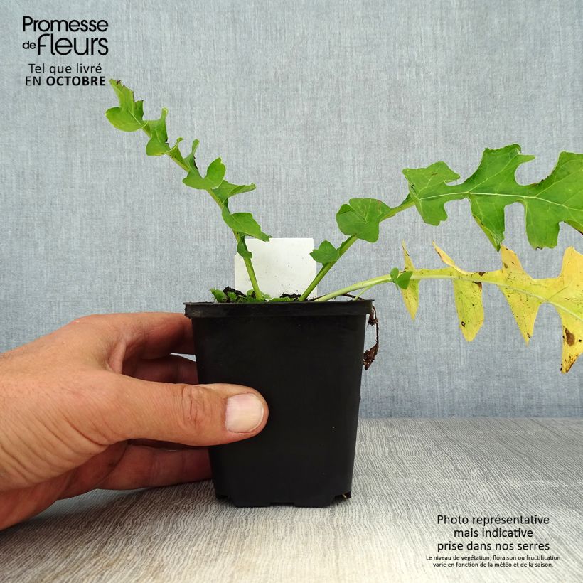 Ejemplar de Acanto Húngaro - Acanthus hungaricus Maceta de 8/9 cm entregado en otoño